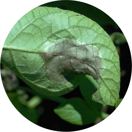 Phytophthora van dichtbij in aardappelgewas dat door gebrek aan efficiënte gewasbescherming verlies van opbrengst&nbsp;veroorzaakt.