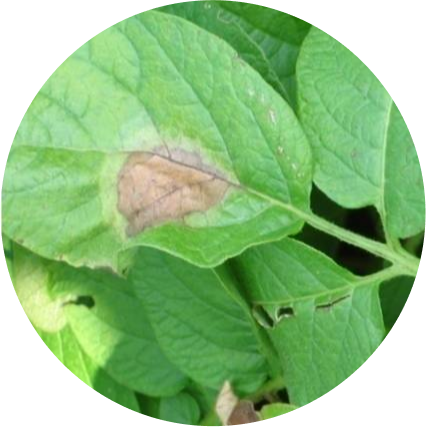 Gros plan de mildiou (Phytophthora) dans la culture de pommes de terre causant une perte de rendement due au manque de protection efficace des cultures.