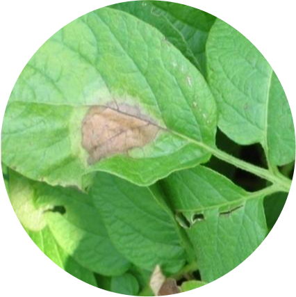 Phytophthora van dichtbij in aardappelgewas dat door gebrek aan efficiënte gewasbescherming verlies van opbrengst&nbsp;veroorzaakt.