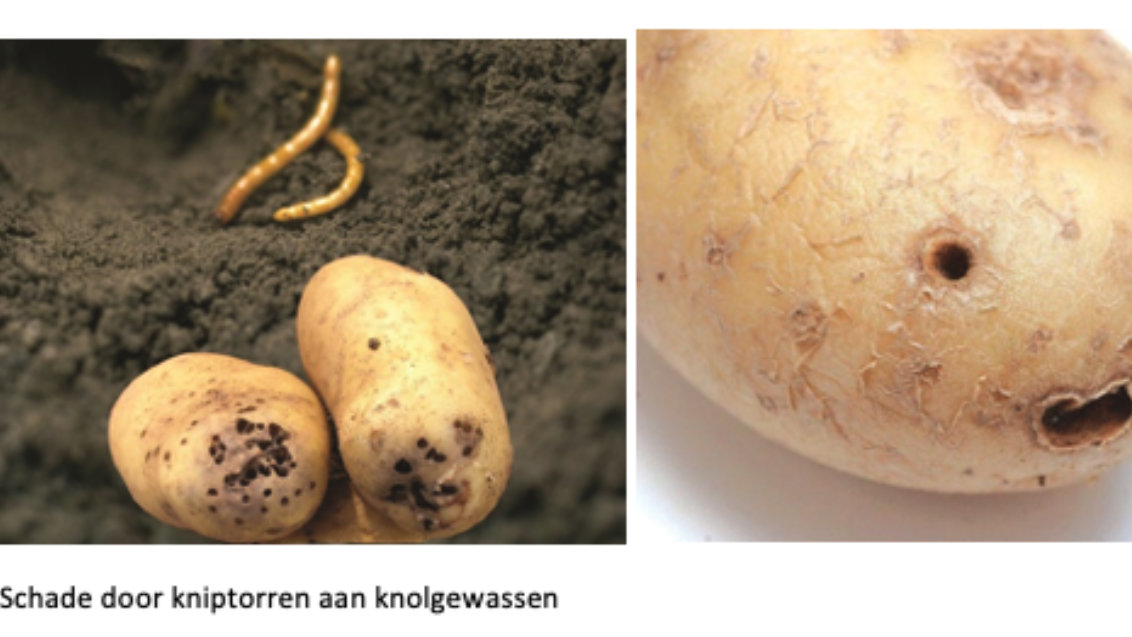 Kniptorren
