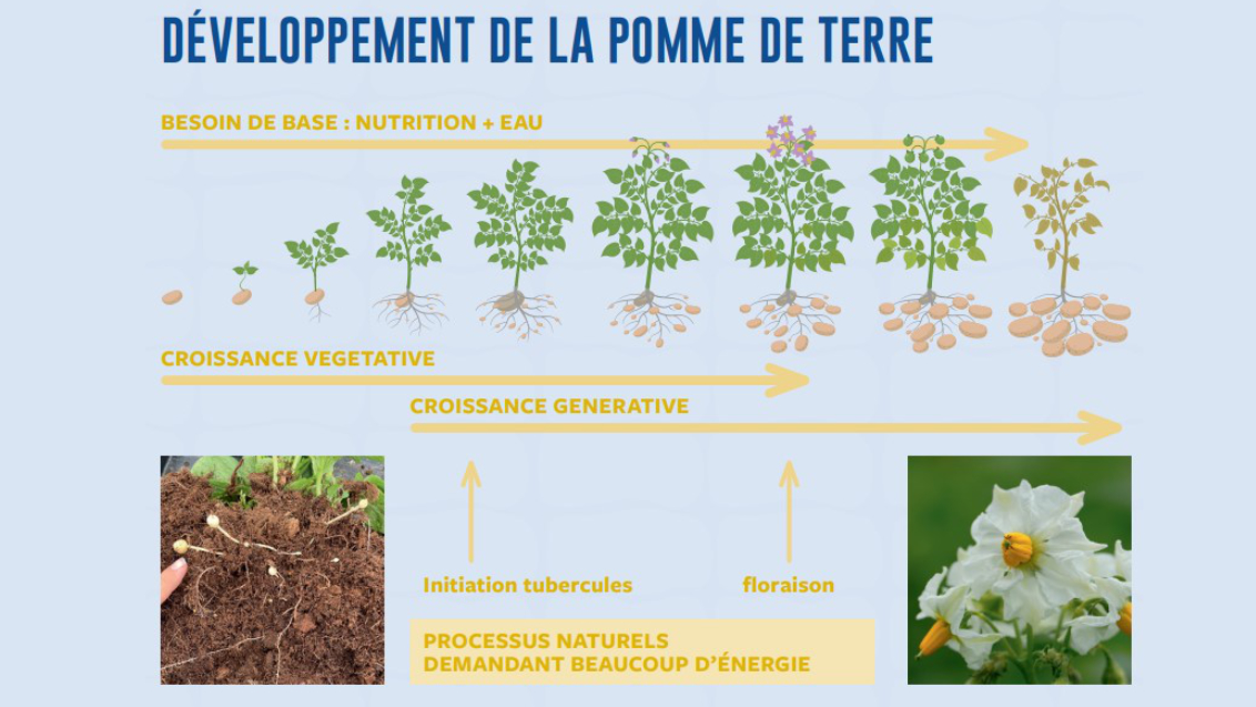 Developpement de la pomme de terre