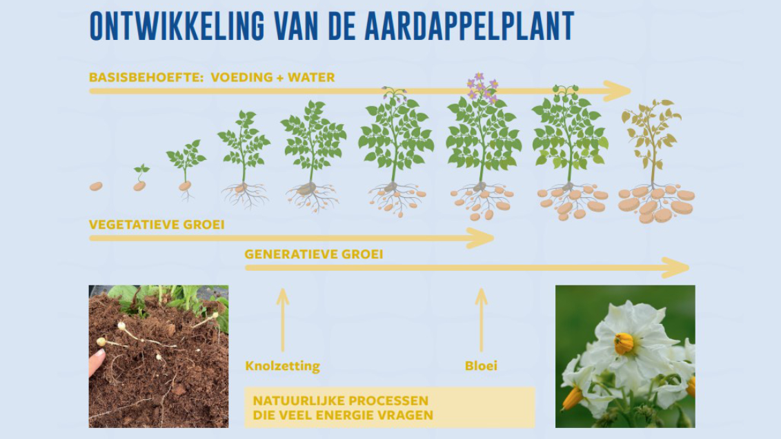 Ontwikkeling van de aardappelplant