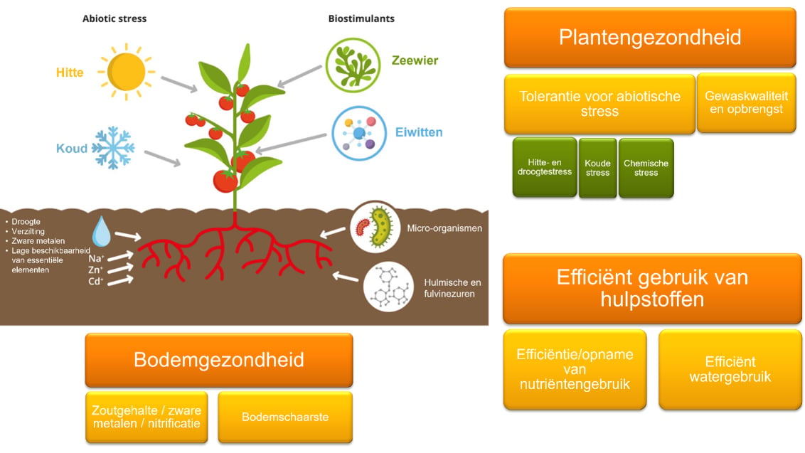 De belangrijkste abiotische stressfactoren en soorten biostimulanten
