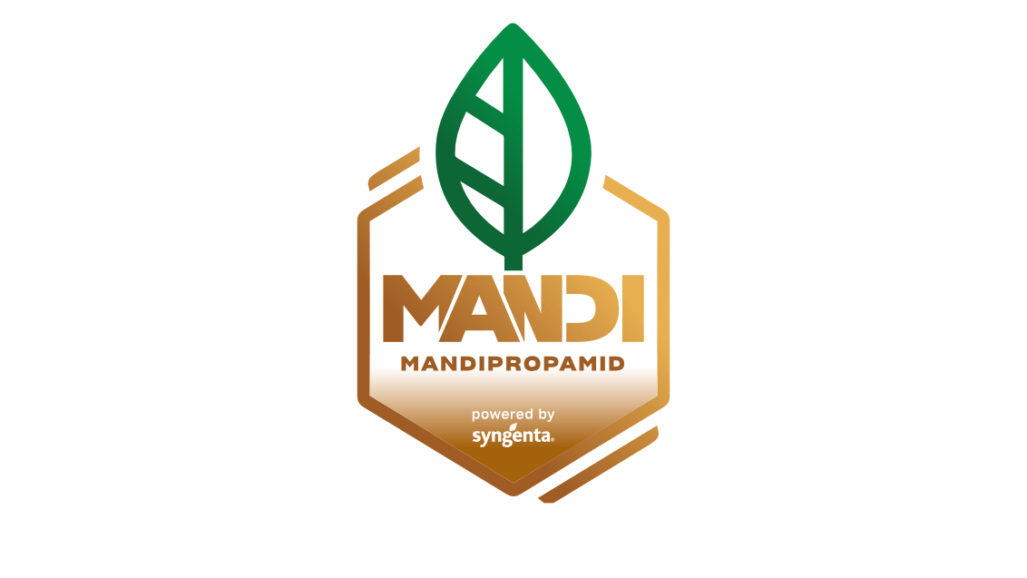 Mandi