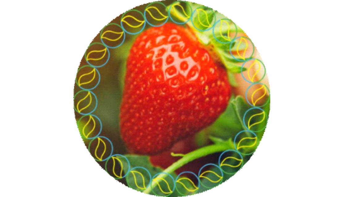 Taegro aardbeien