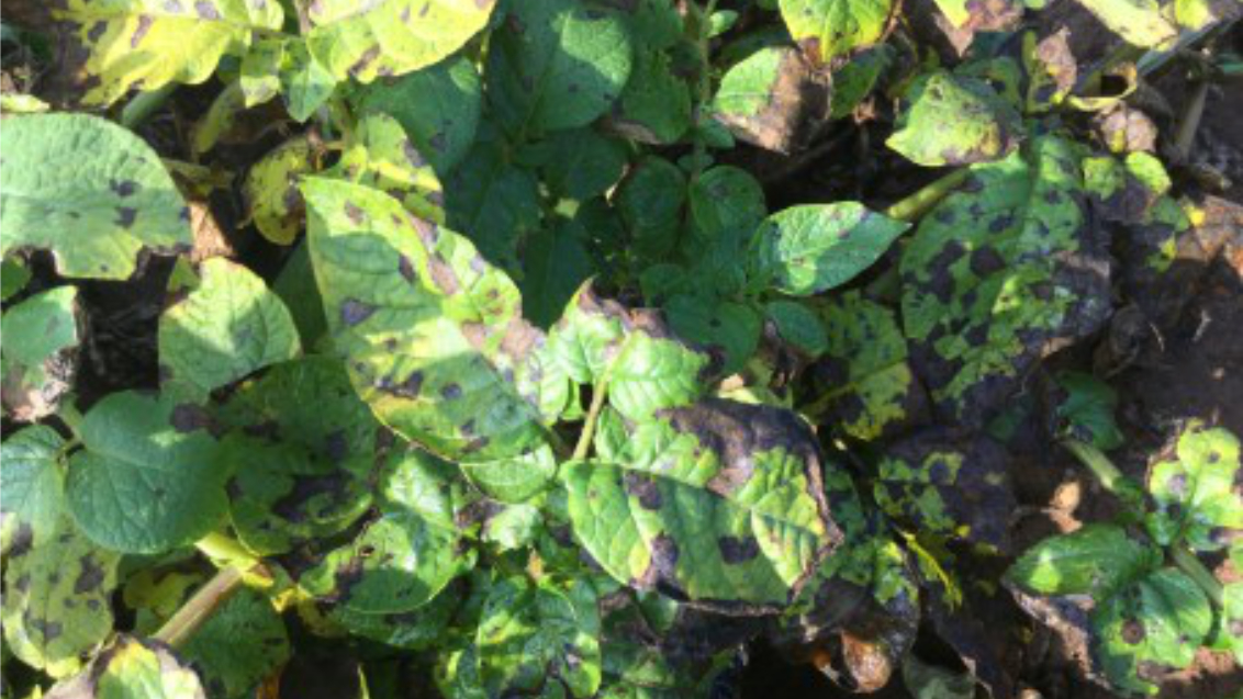 Alternaria Mandi