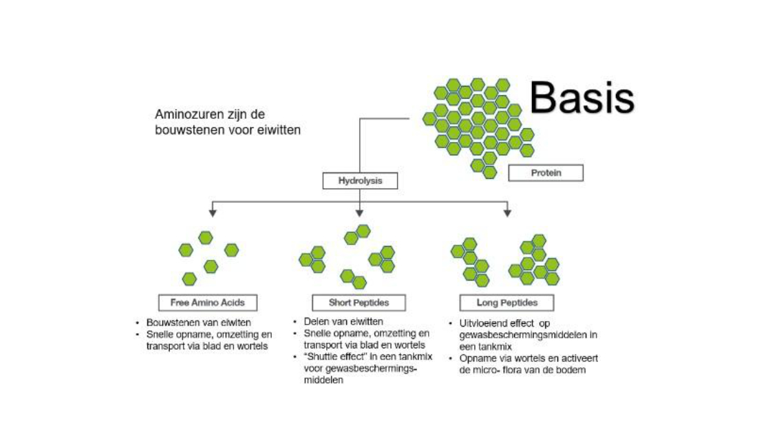 Wat doet Isabion