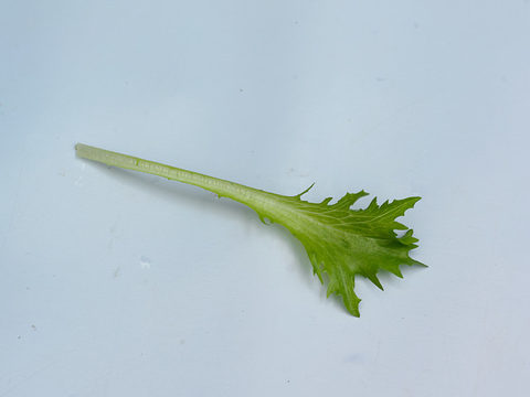 Crispita II, Baby-leaves