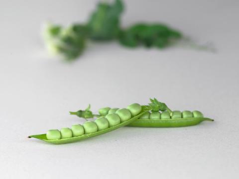 Dorsette, Pea