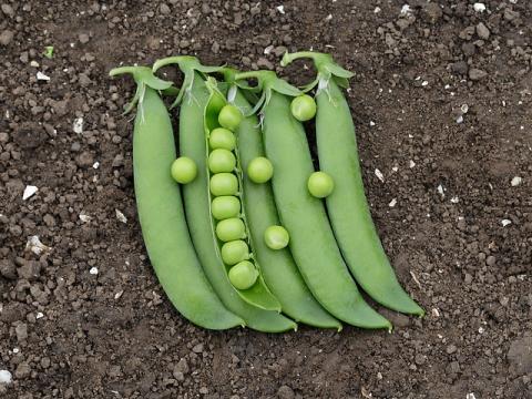 Lambado, Pea