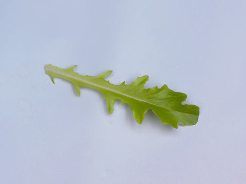 Kingita, Baby-leaves