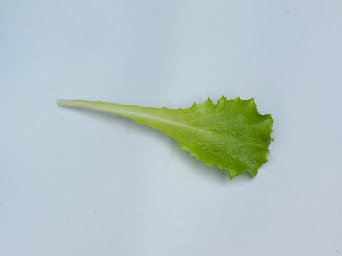 Lucita, Baby-leaves