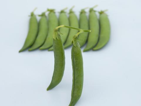 Retrovert, Pea