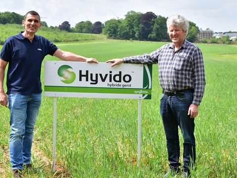 Hyvido hybride gerst een keer zaaien, 2 x oogsten