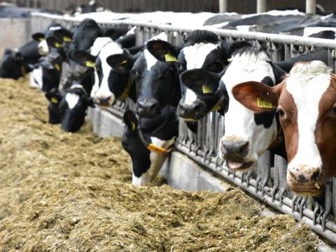 Bij de keuze van een maïsras kijkt men, naast eigen ervaring en kuilanalyses, naar resultatentabellen met relatieve cijfers van de officiële rassenproeven. Meerjarige resultaten geven daarin het best de waardeverhoudingen tussen de rassen weer. Maar wat kunnen deze (veelal kleine) verschillen betekenen voor een melkveebedrijf, omgerekend in euro’s?