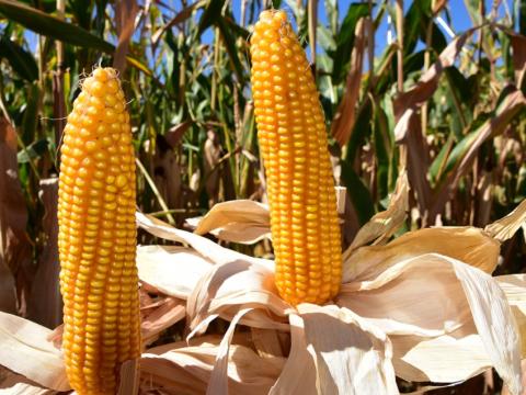 Conclusie:  Een hoge celwandverteerbaarheid (en bijgevolg hoge VEM) is sterk genetisch gebonden en is nog altijd de beste garantie voor de hoogste melkproducties én gezonde, vitale koeien.  Verschillen in zetmeel en zetmeelverteerbaarheid kan de boer veel meer zelf sturen door bijvoorbeeld oogstmoment, hakselhoogte, inkuilduur en rantsoentype.