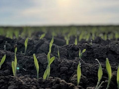 HYVIDO wintergerst toont in alle omstandigheden de hoogste graanopbrengst. Het opbrengstvoordeel wordt bij latere zaai zelfs iets groter in vergelijking met gewone 6- of 2-rijige gerst.