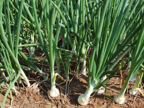 onion field