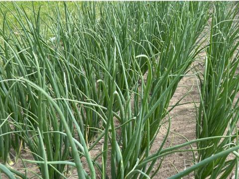 onion field