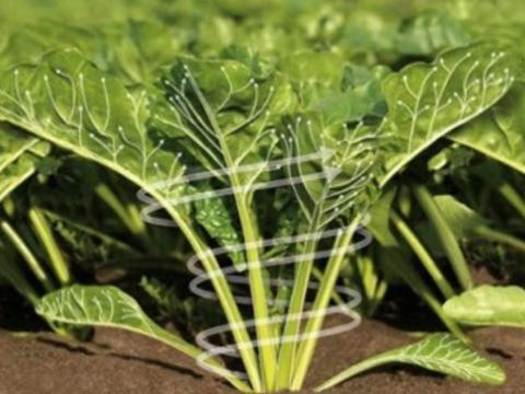 Groene plant met witte nerven in een veld, laag bij de grond