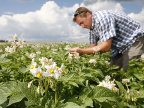Boer inspecteert aardappelplanten met witte bloemen op een veld onder blauwe lucht