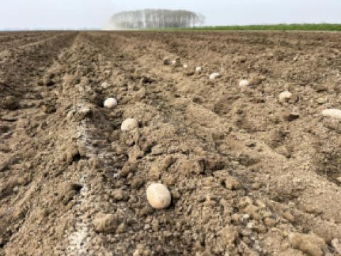 Aardappelen in de voor