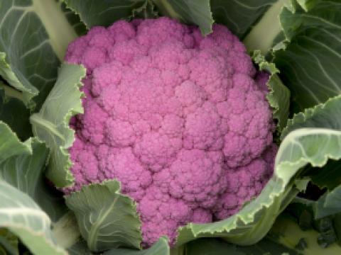 Paarse bloemkool