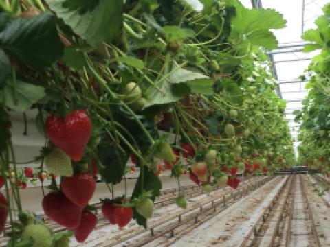 Rij aardbeiplanten in kas, met rode aardbeien aan hangende trossen