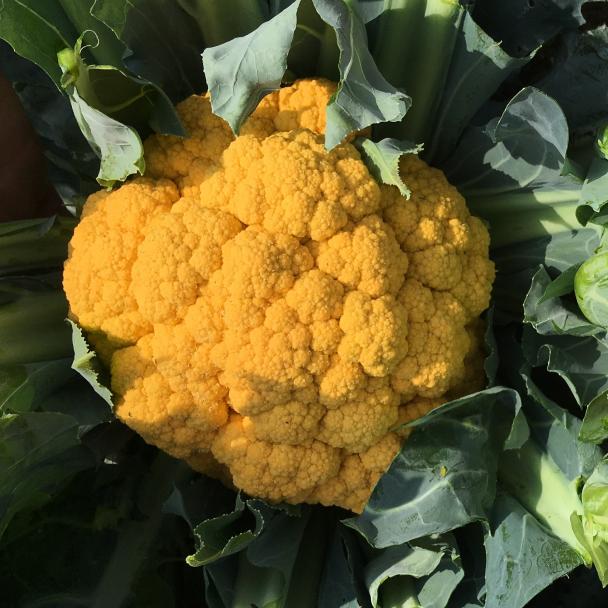 Clementine, Bloemkool