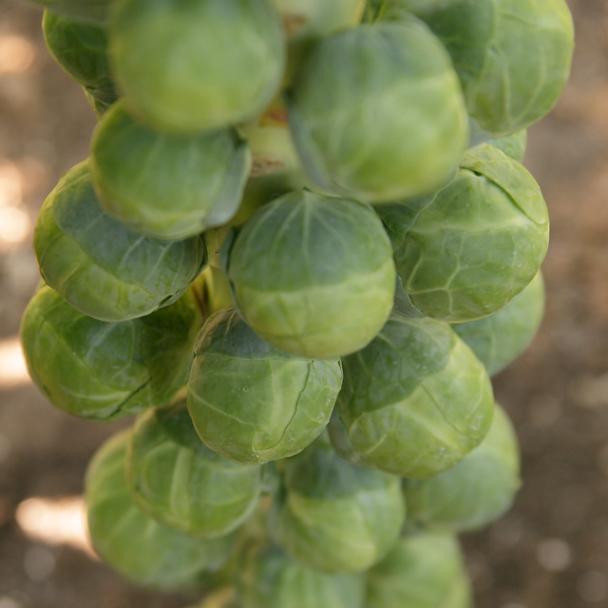 Cobelius, Spruitkool