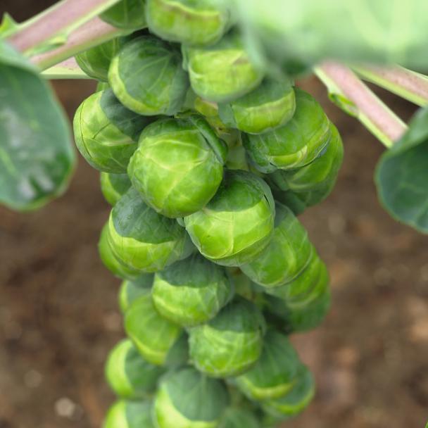Crispus, Spruitkool
