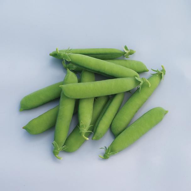 Ruler, Pea