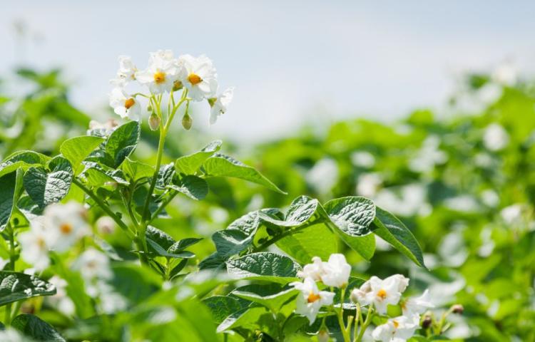Potato field