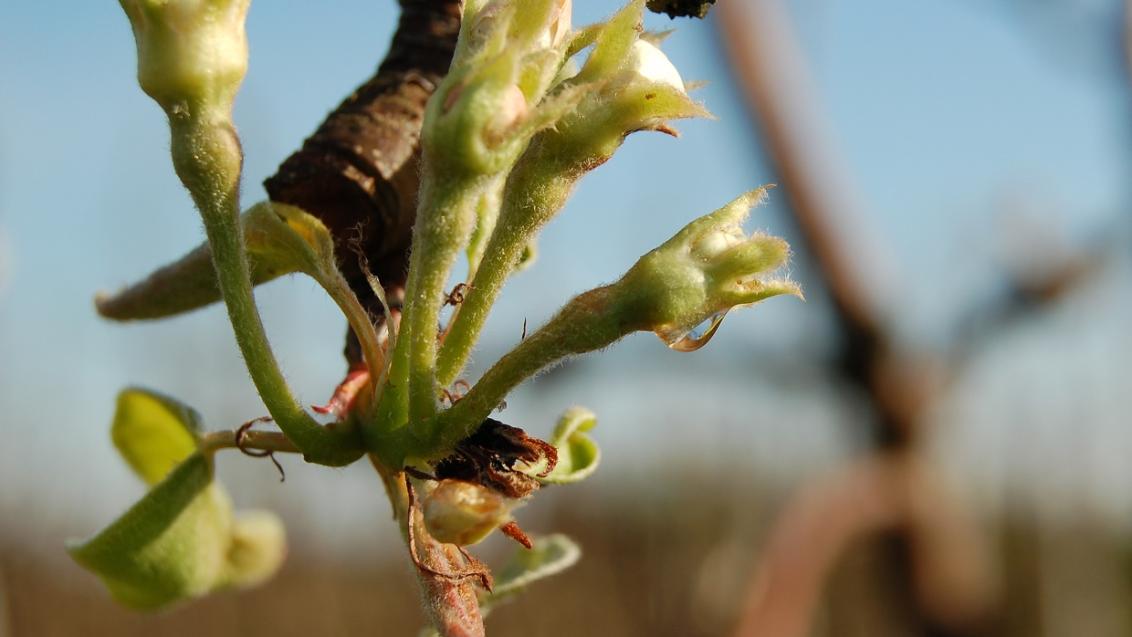 Insectenbestrijding in peer