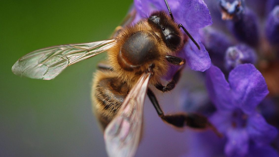 Bijen operation pollinator bestuivers