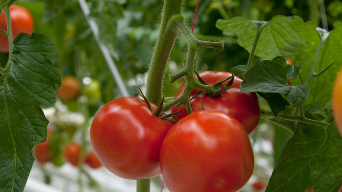 Pieter Stijnen, tomaten specialist Syngenta