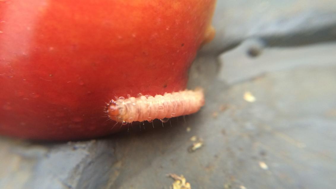 Fruitmot