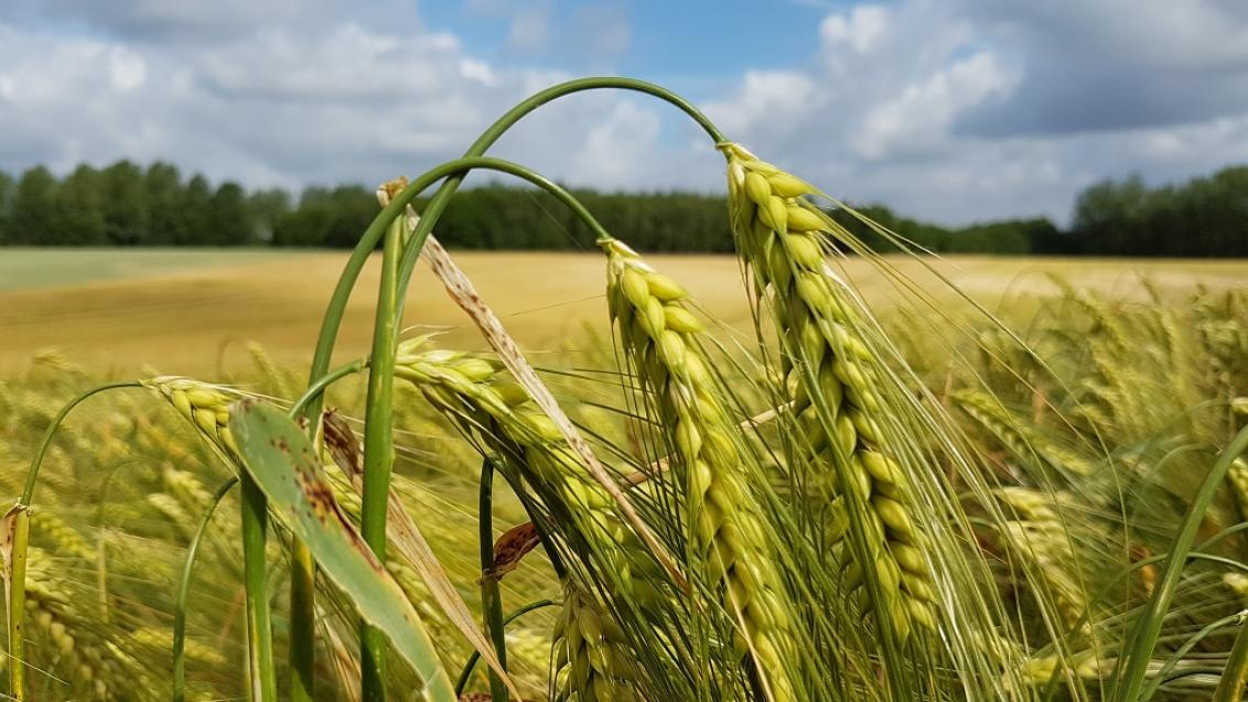 Syngenta