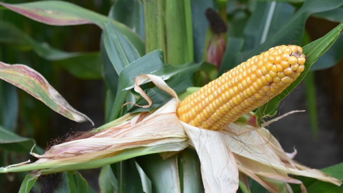 SY Feronia - nieuwe opbrengsttopper, Powercell ras Syngenta silomais, dubbeldoel