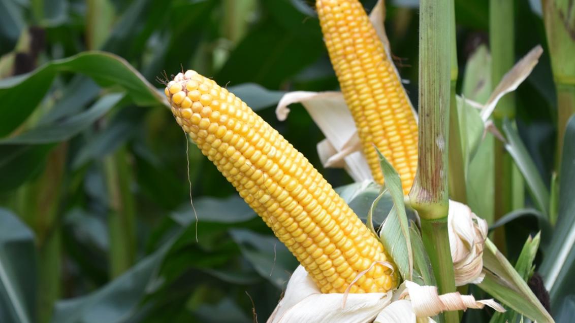 SY Nomad halfvroee silomais van Syngenta, beste toleranties tegen ziekten en legering
