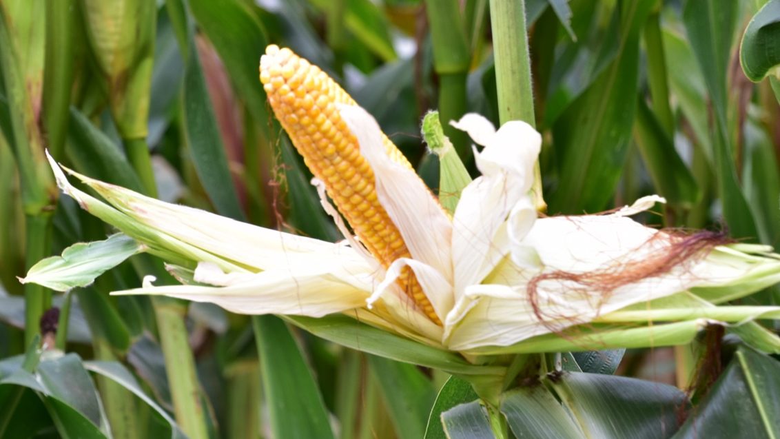 SY Collosseum maïs ensilage très massif- rendement matière sèche très élevé