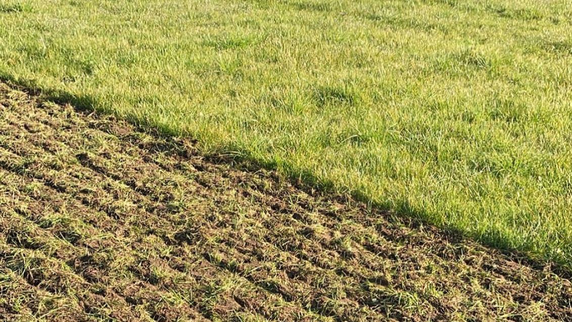 groenbemester fijnmaken als voorbereiding maiszaai 