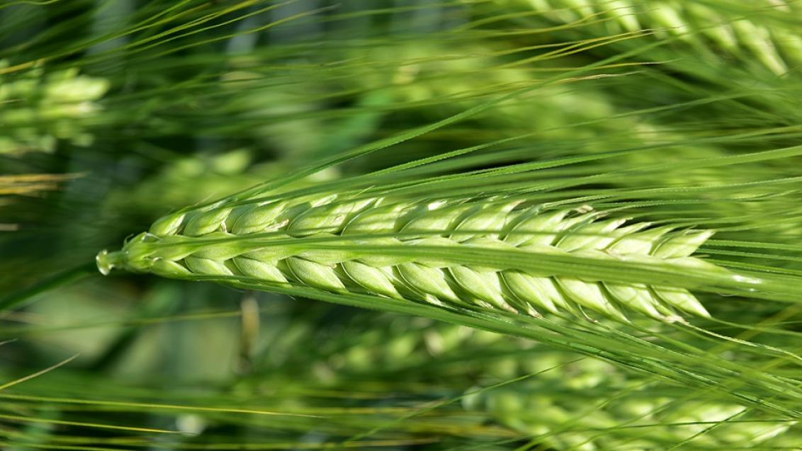 SY Harrier is een BYDV tolerant hybride gerstras van Syngenta. Zeer goede tolerantie tegen bladvlekkenziekte en netvlekkenziekte