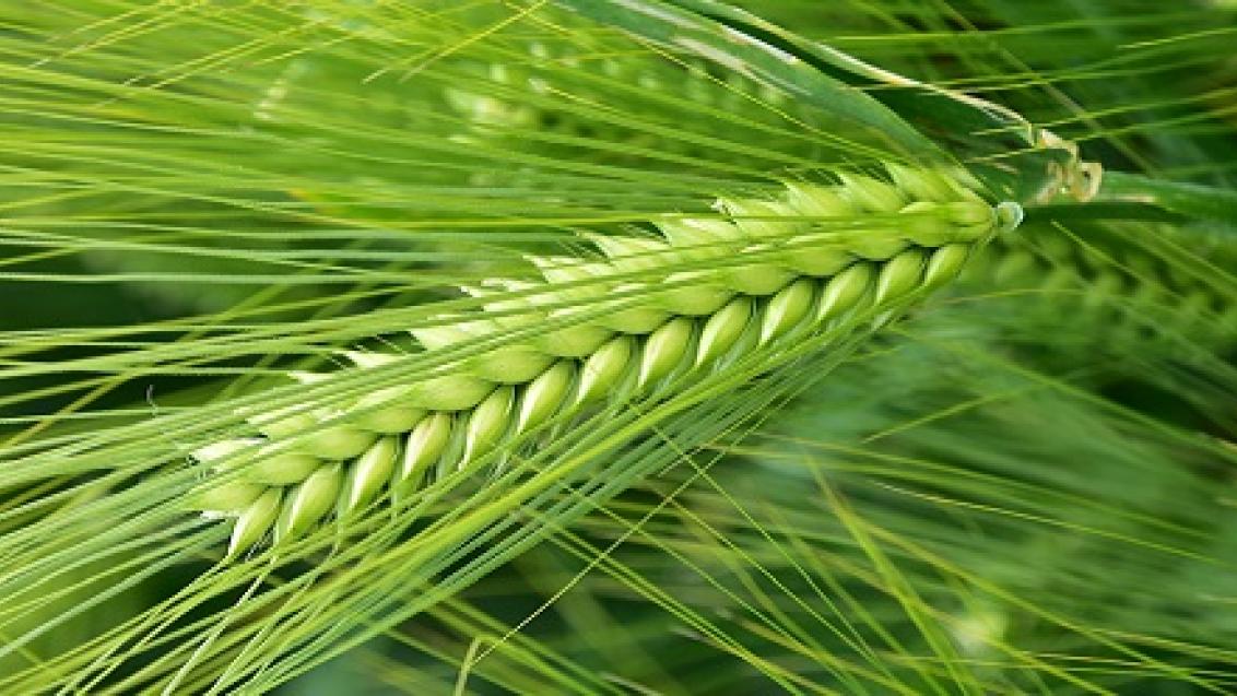 SY Lavendel: Variété tolérante à la jaunisse nanisante. Haut potentiel de rendement et excellent comportement vis-à-vis de la rhynchosporiose. HYVIDO orge hybride