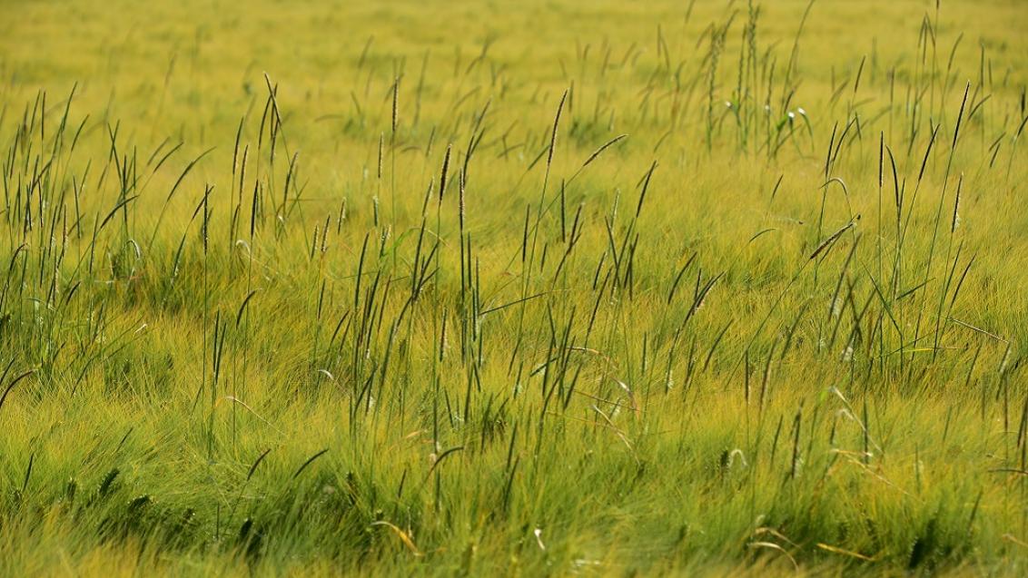 • La meilleure façon de réduire la pression en vulpin. L'année suivante, vous aurez également moins de vulpins dans la culture suivante. Consultez directement la page d'aperçu des variétés d'orge HYVIDO pour plus d'informations.