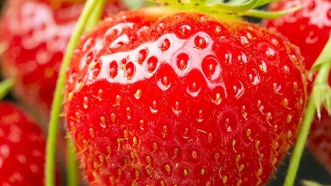 Aardbei