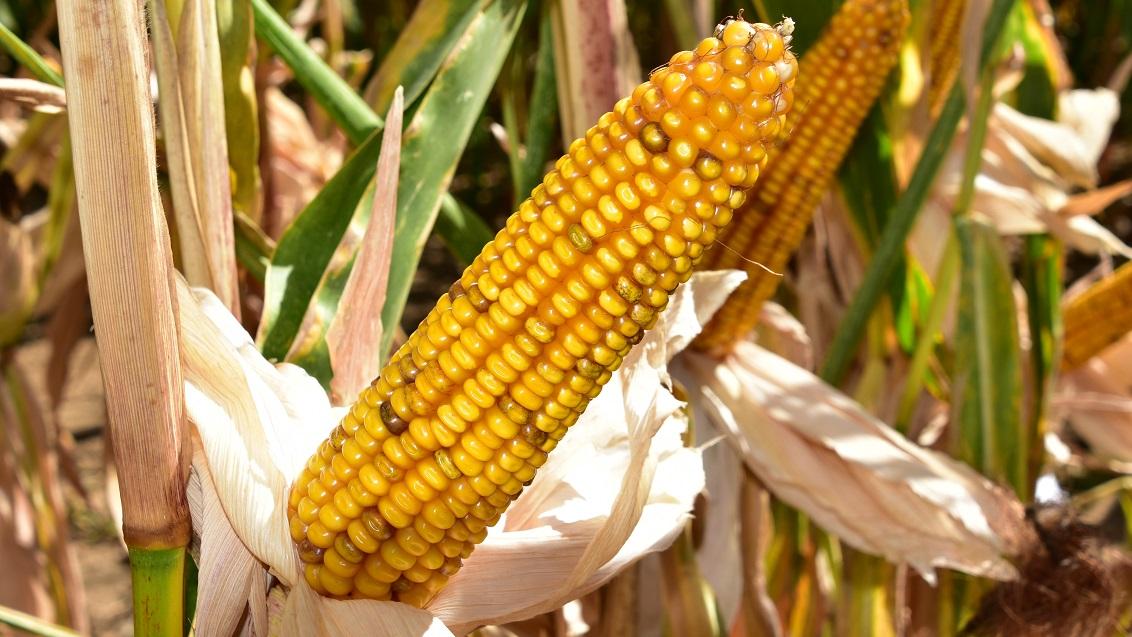 Benco is een vroeg maisras van syngenta met een zeer vlotte jeugdgroen en zeer hoge energieopbrengsten