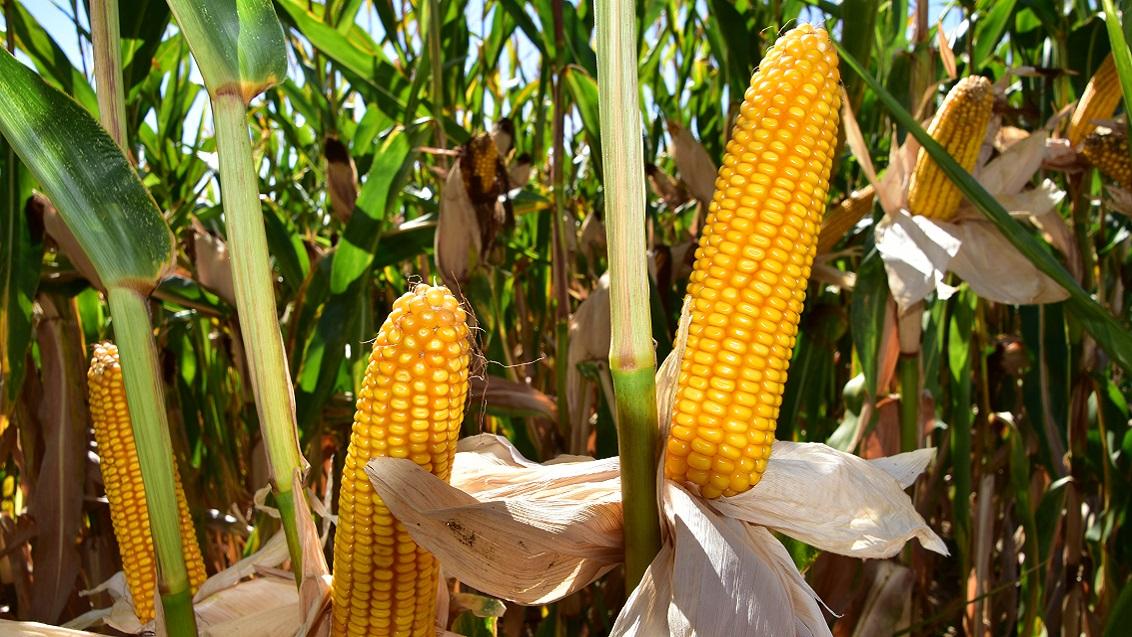 SY Liberty Syngenta Vroege kwaliteitsmaïs - FAO 220  hoogste VEM- en zetmeelopbrengst