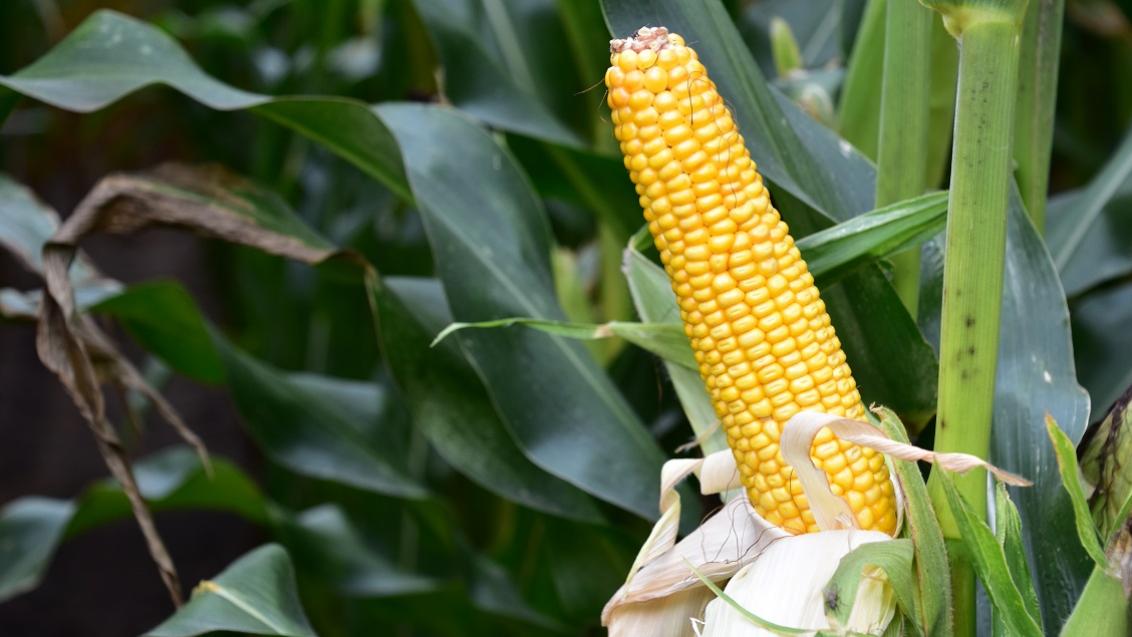 Vroege dubbeldoelmais met zeer hoge voederwaarde, top in zetmeel