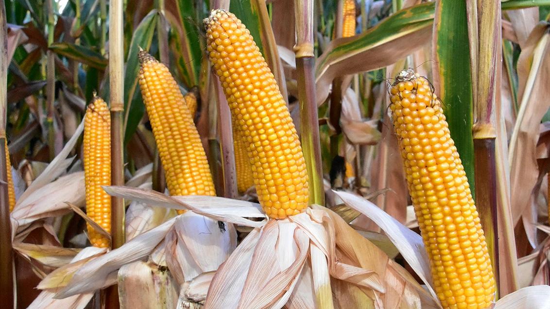 hoogste voederwaarde VEM en zetmeel - VEM topper van de Nederlandse Rassenlijst 2022! Droogtetolerant. 